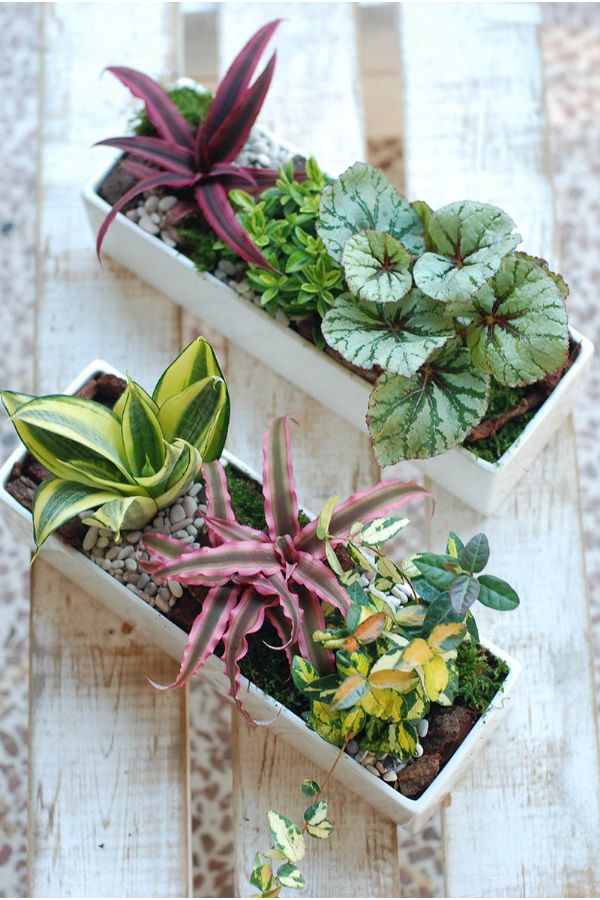 福祿桐組合小盆景 Polyscias Arrangement
